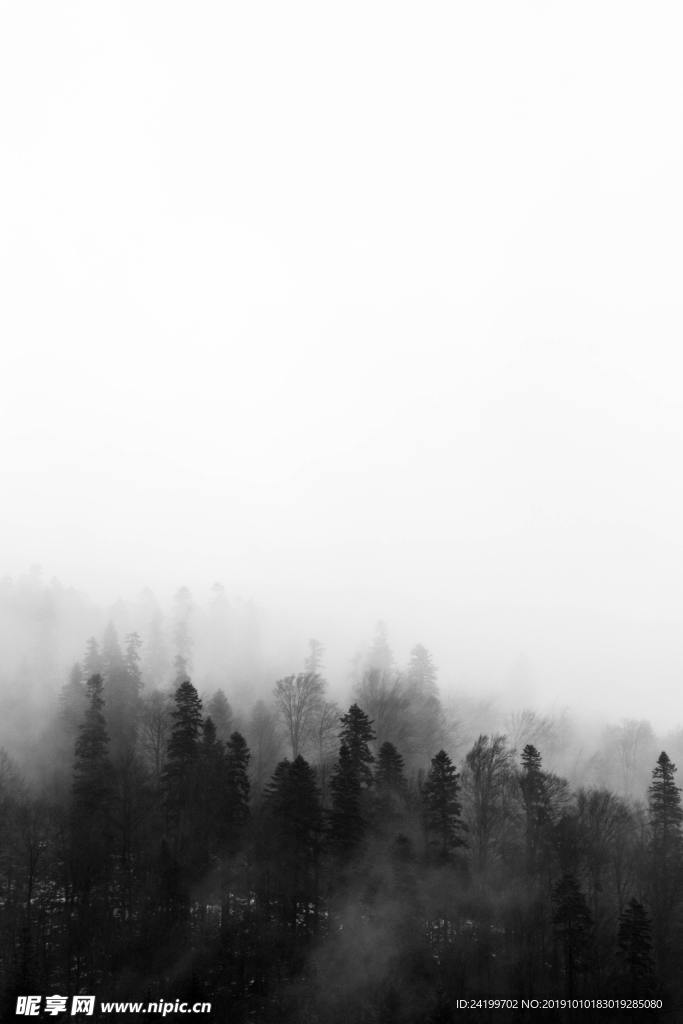 树林