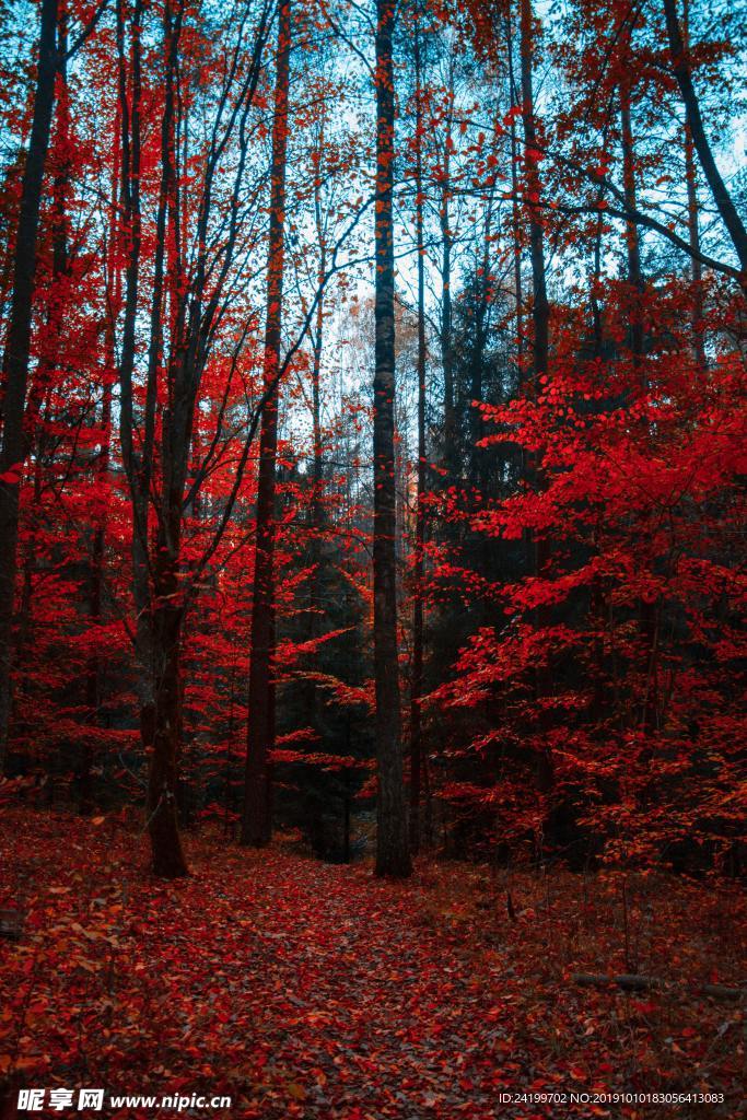 红色的树林