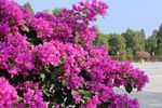 叶子花
