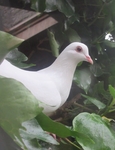 鸽子