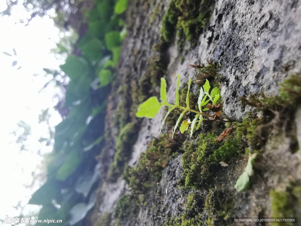 小草
