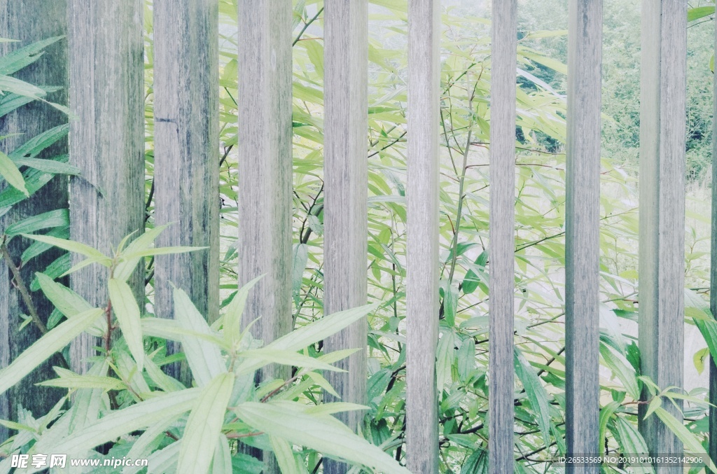 自然风景 绿草 清新 背景