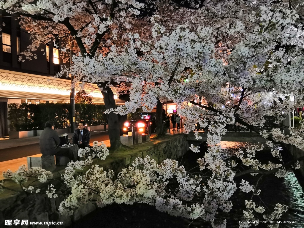 日本樱花夜景