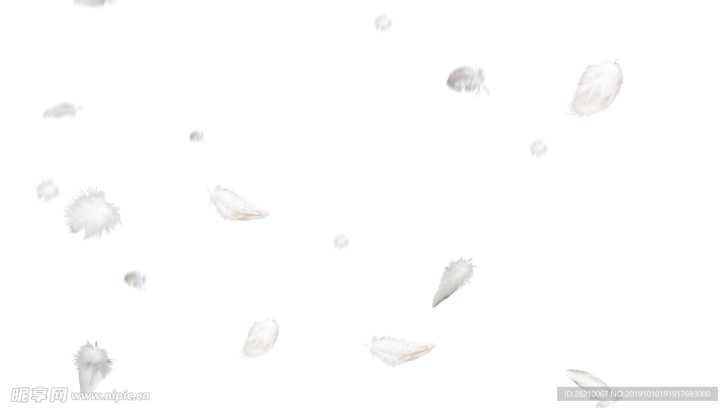 羽毛
