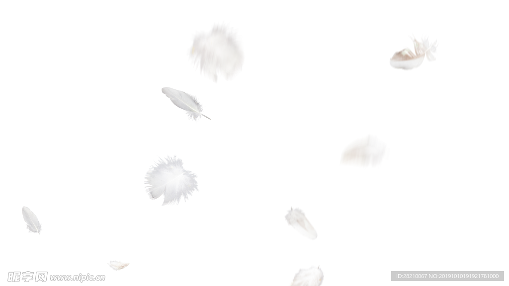 羽毛