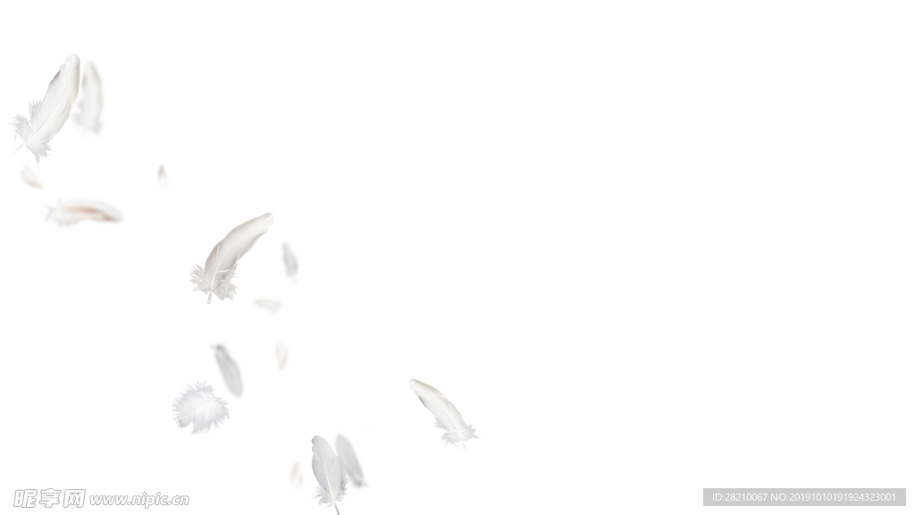 羽毛