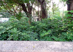 公园风景