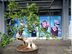 花盆