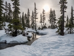 雪山树林