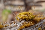 苔藓