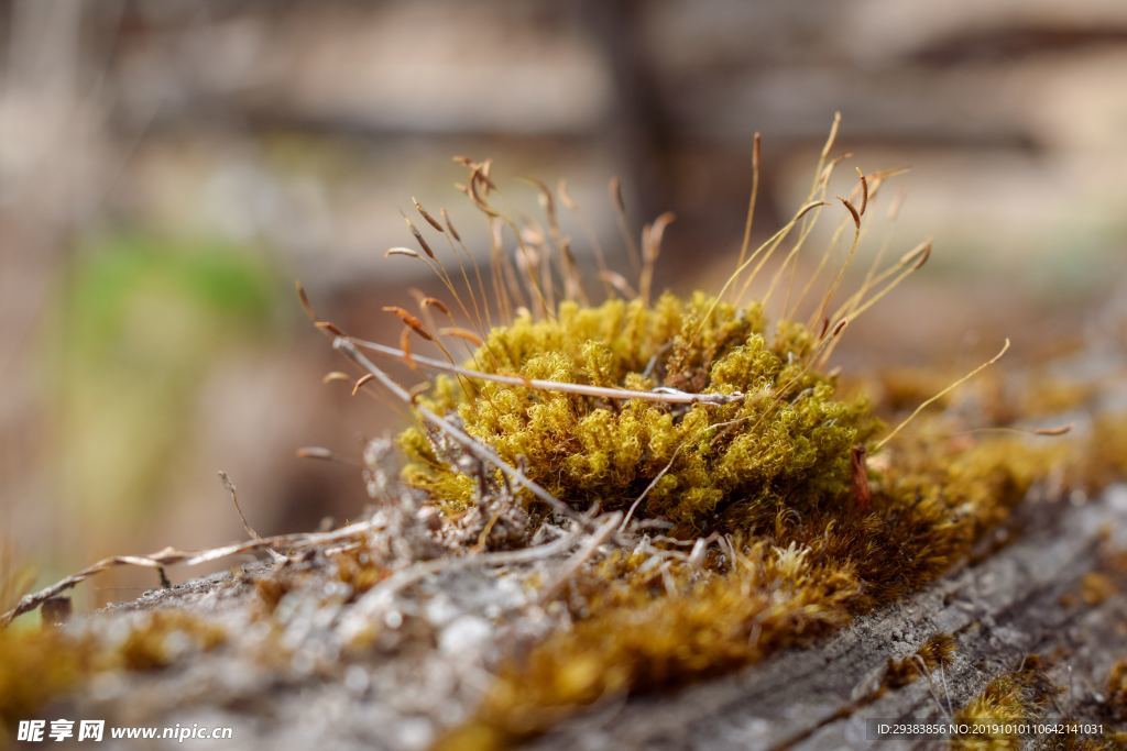 苔藓