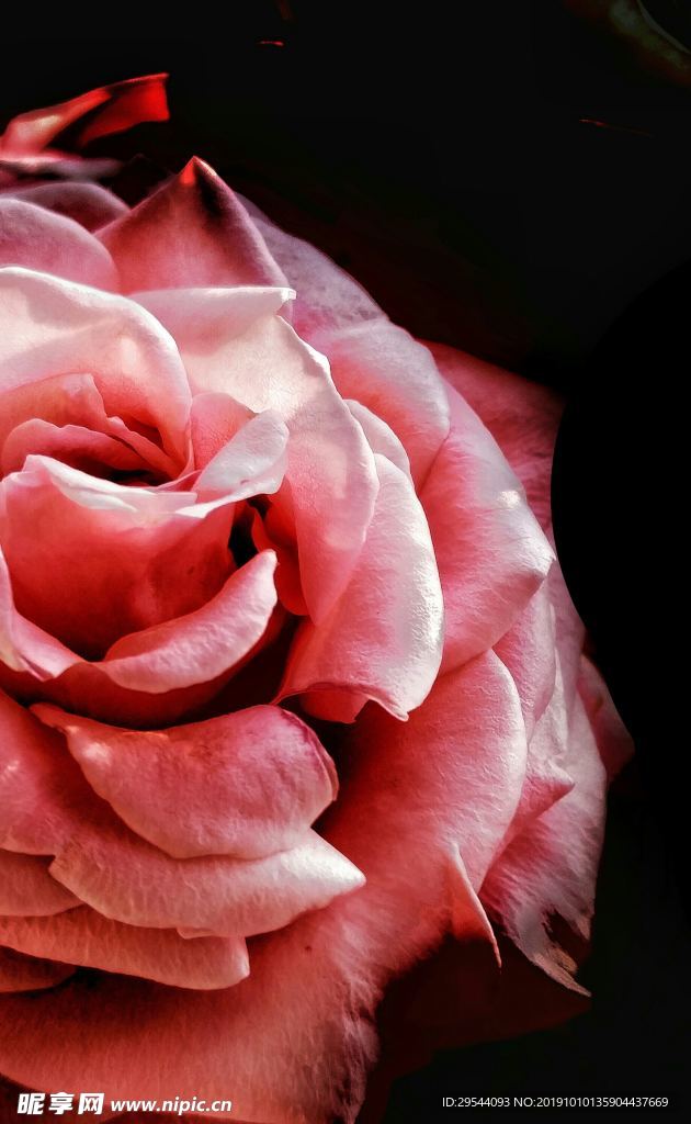 玫瑰花