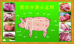 猪的分割示意图