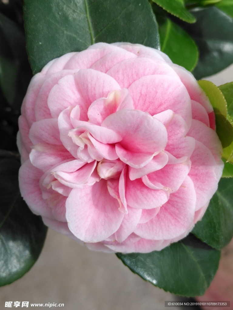 山茶花