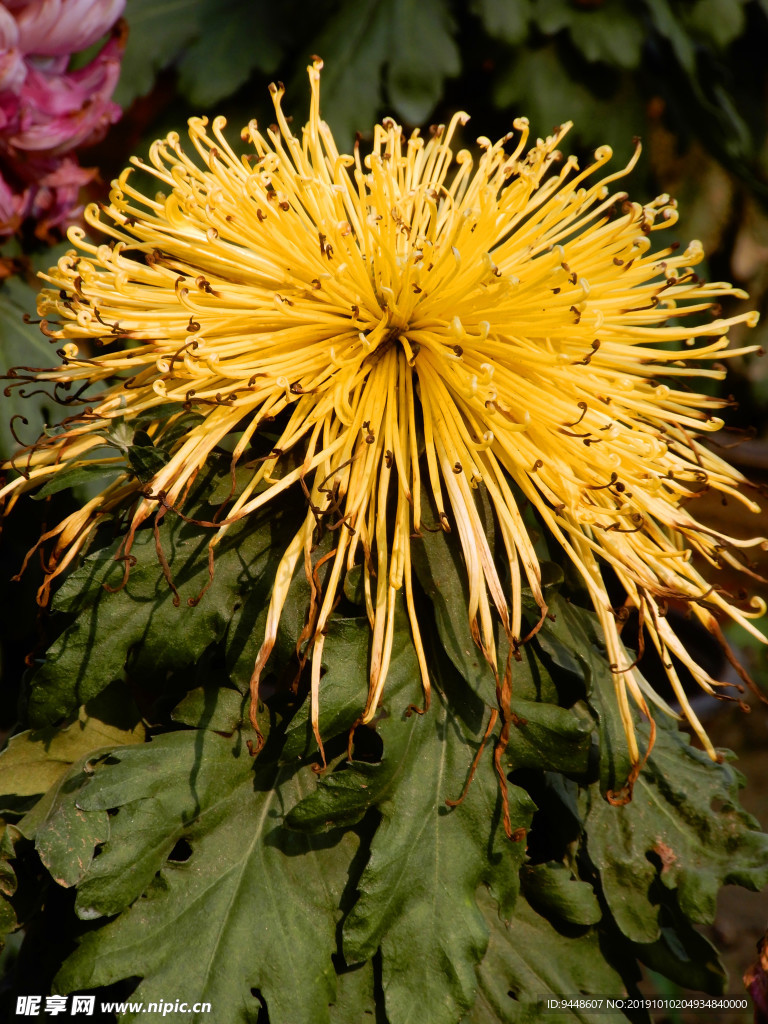 菊花