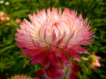 蜡菊