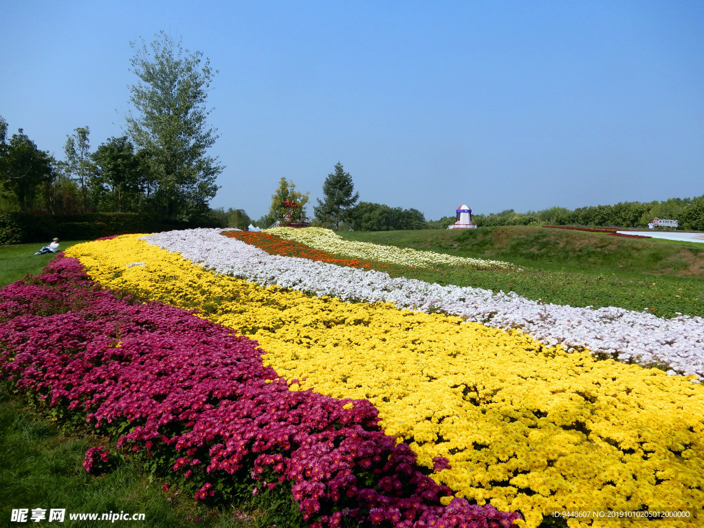 菊花