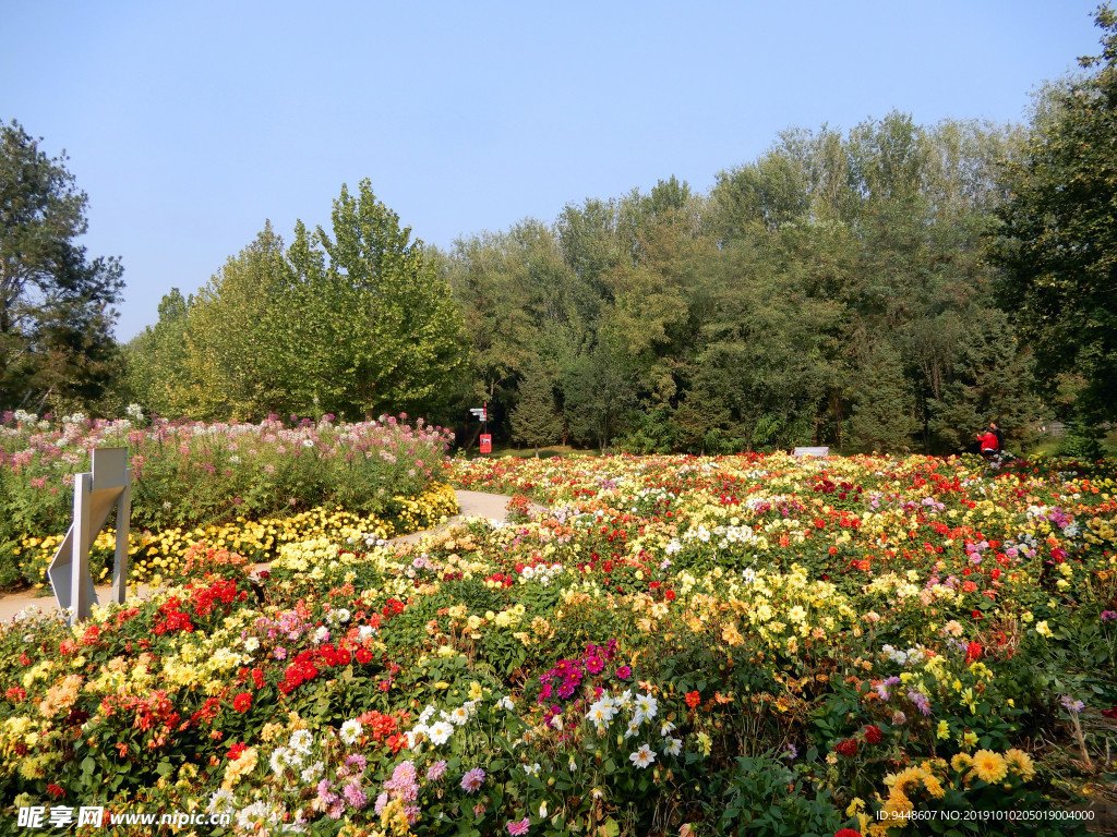 小丽菊