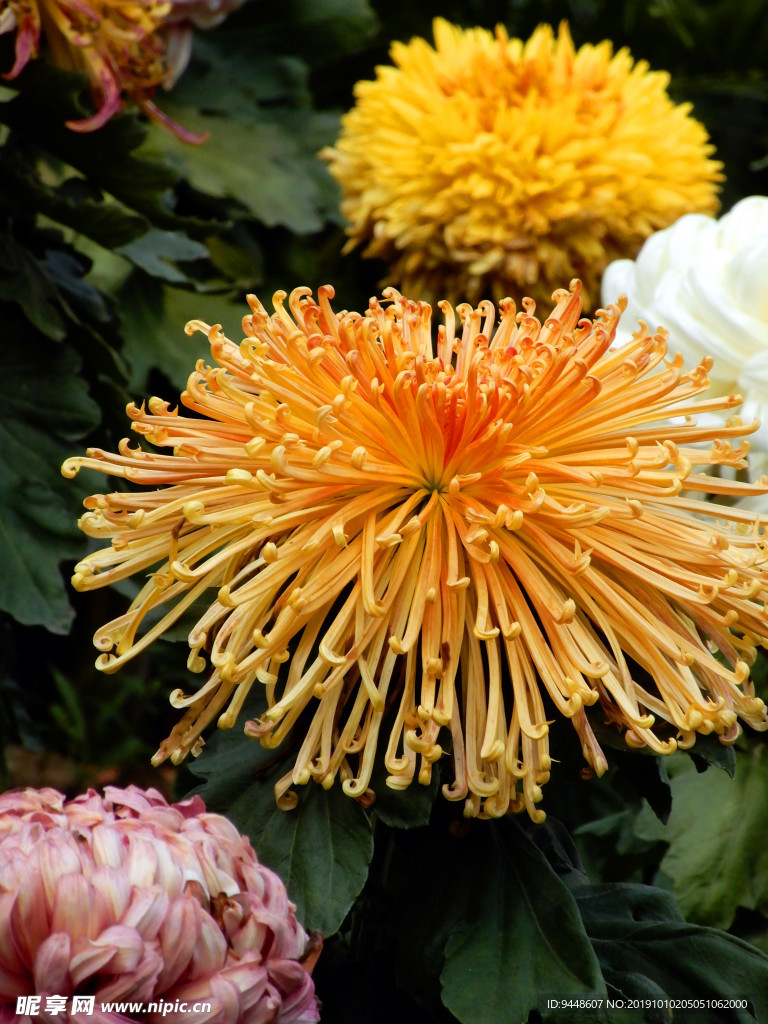 菊花