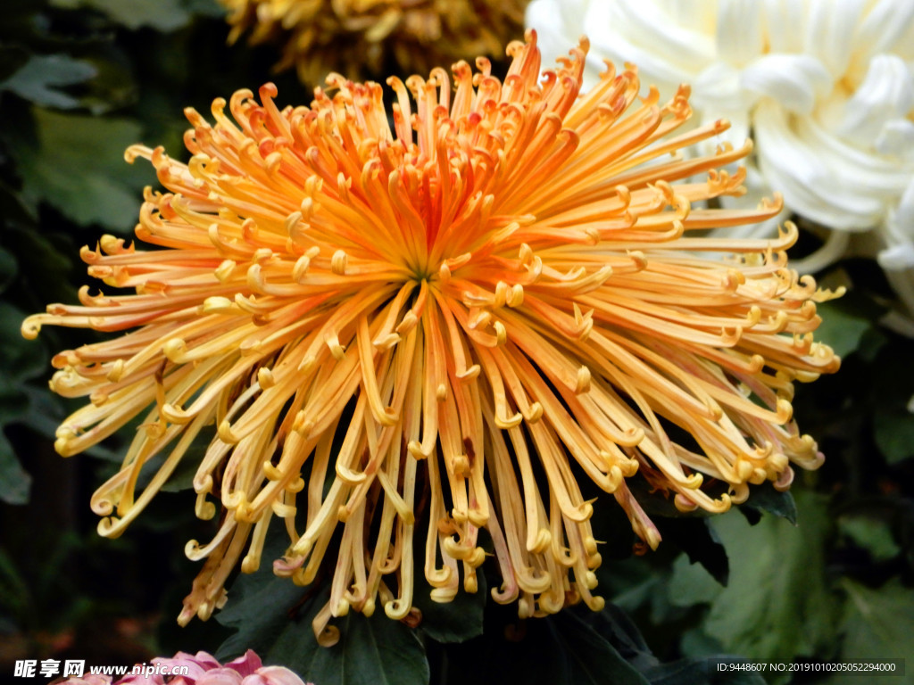 菊花