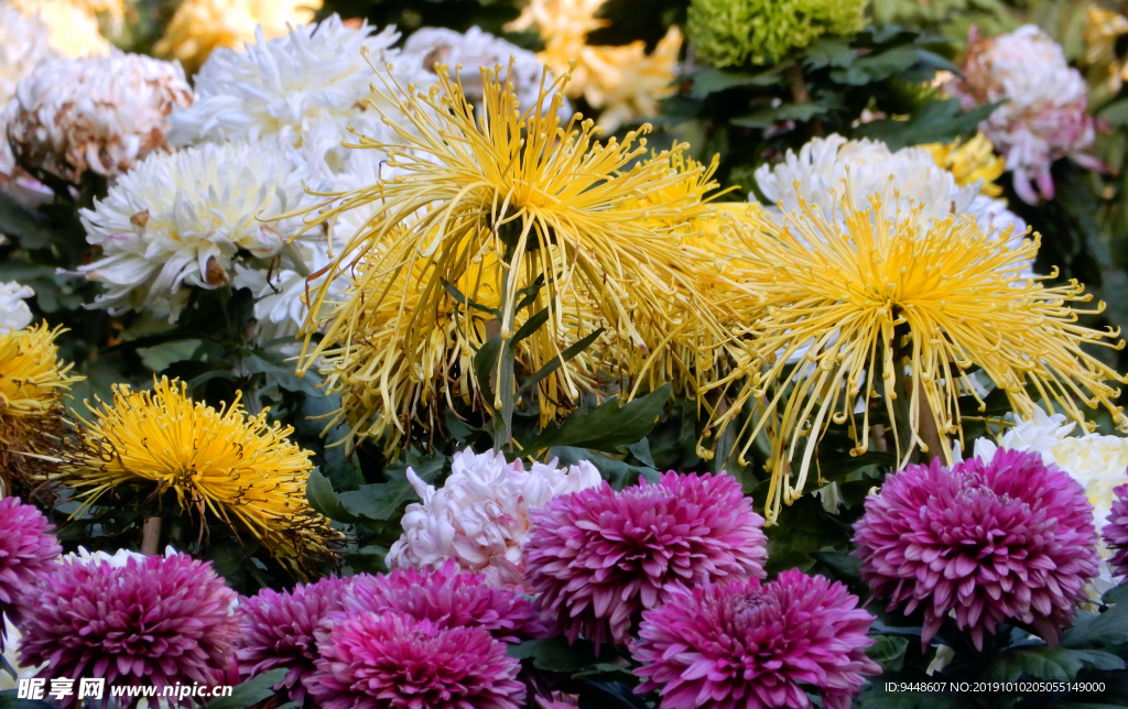 菊花