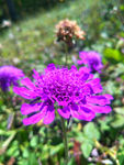 蓝盆花