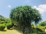露兜树