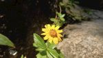 蟛蜞菊