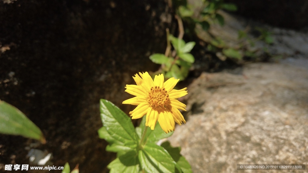 蟛蜞菊