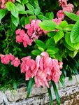 虾衣花