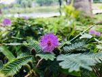 含羞草