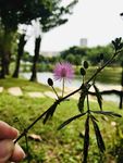 含羞草