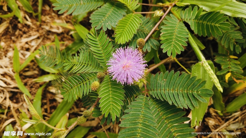 含羞草