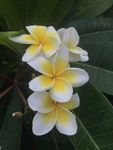 鸡蛋花
