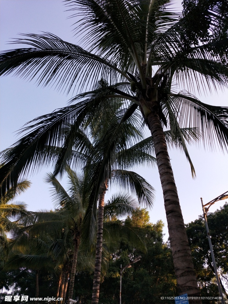 椰子树