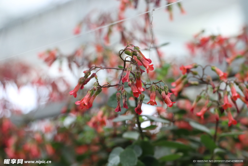 花 鲜花