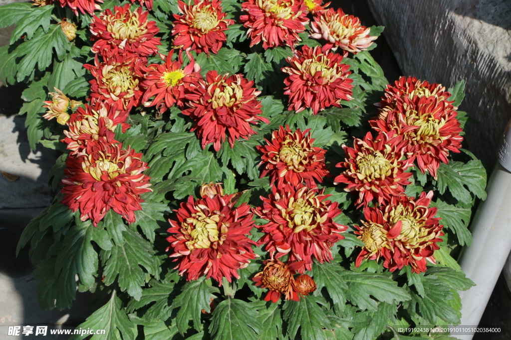菊花
