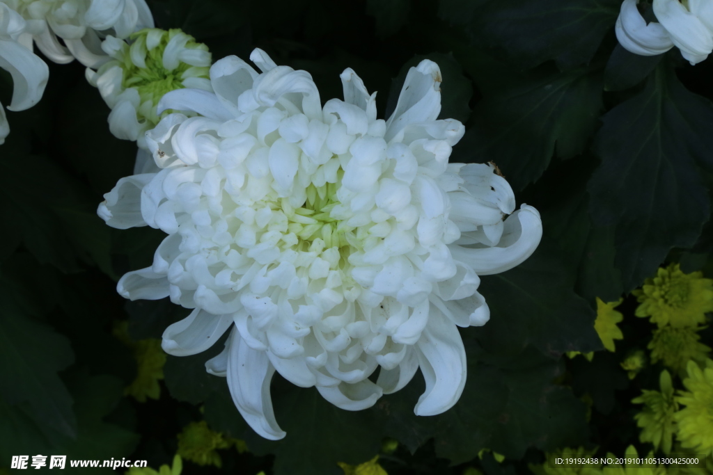 菊花