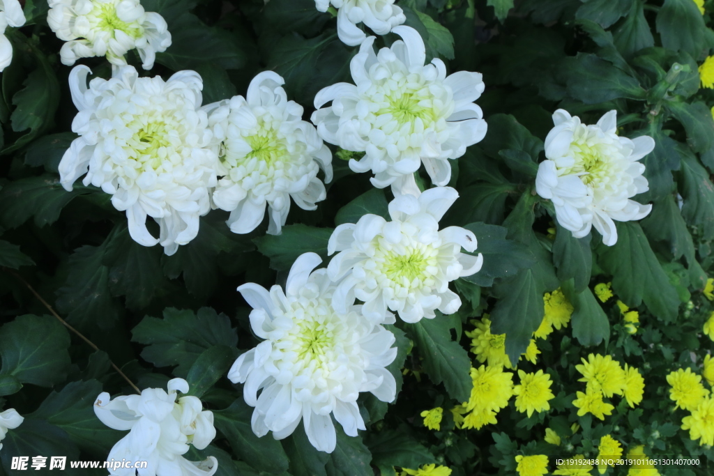 菊花