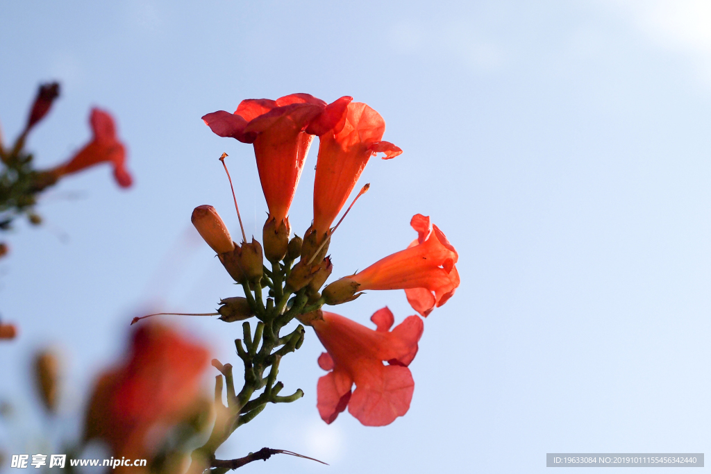 凌霄花