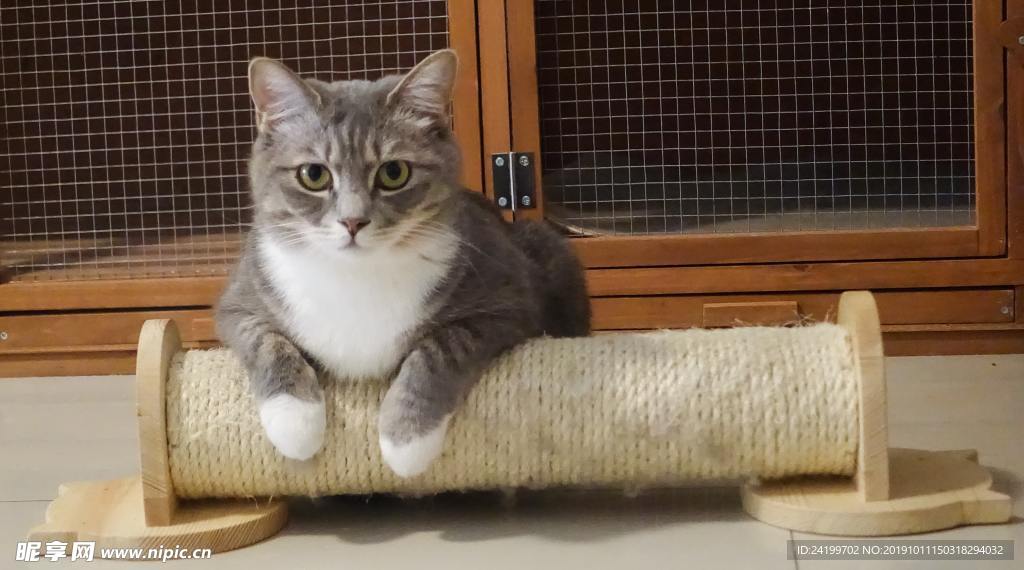 猫