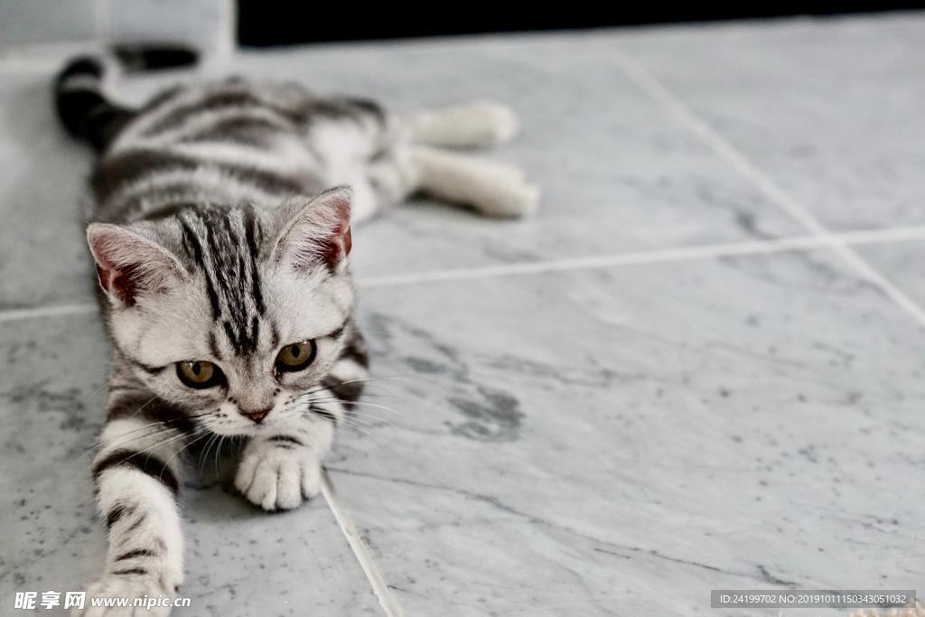 猫