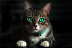 猫