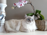 猫