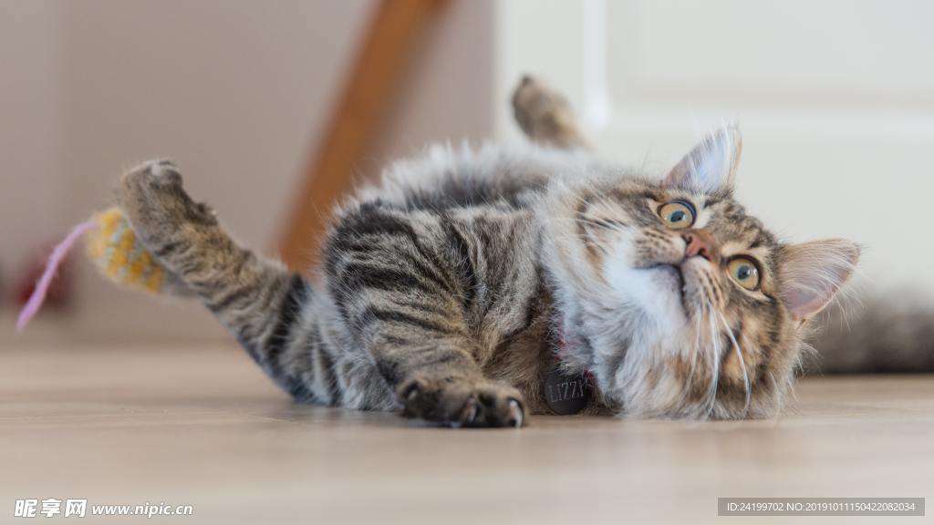 猫