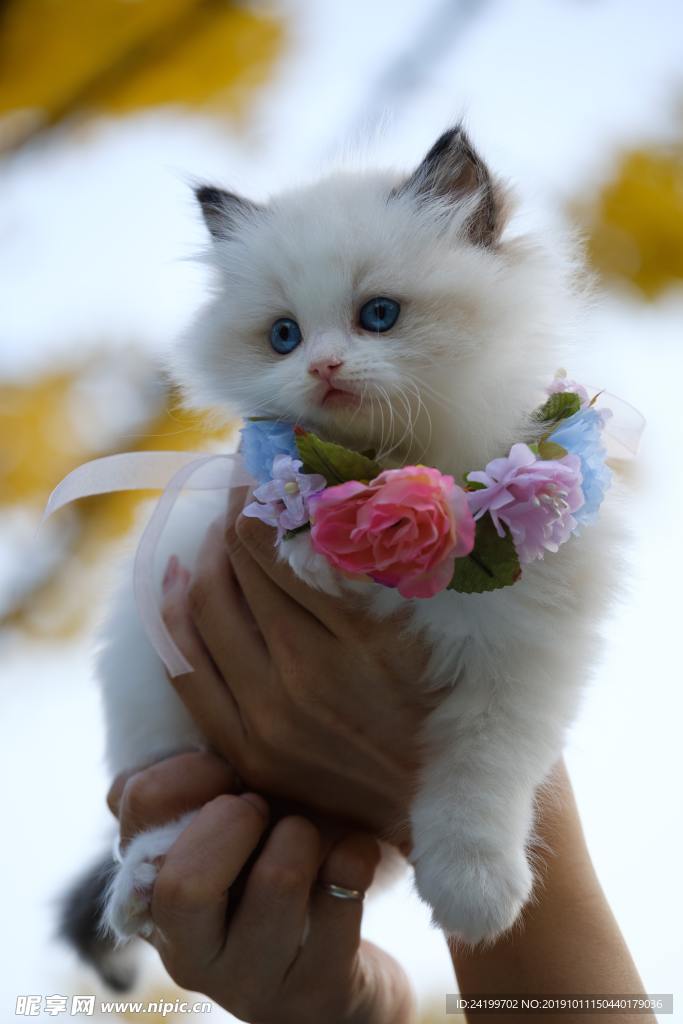 猫