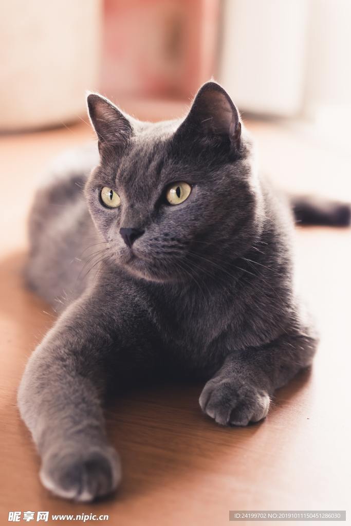 猫