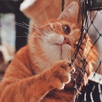 猫