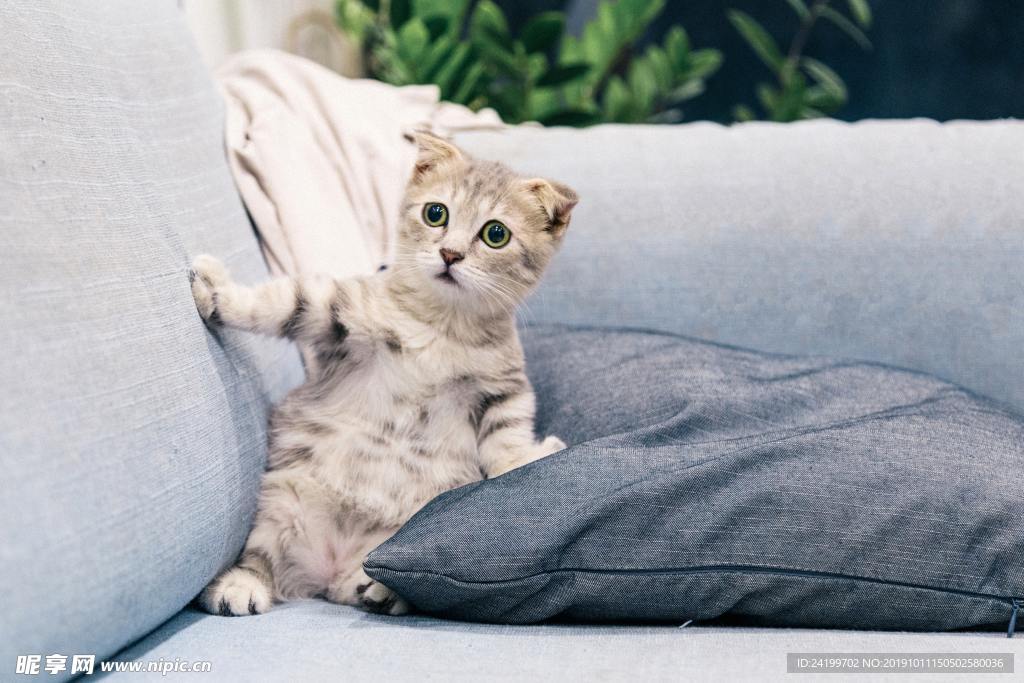 猫