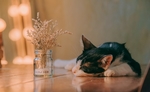 猫